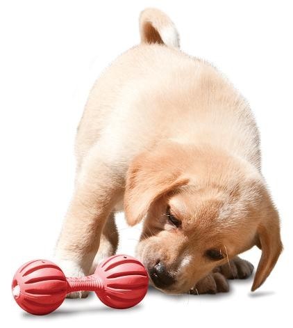 PETSAFE Busy Buddy Waggle (M) - Puppy Treat dispensing toy