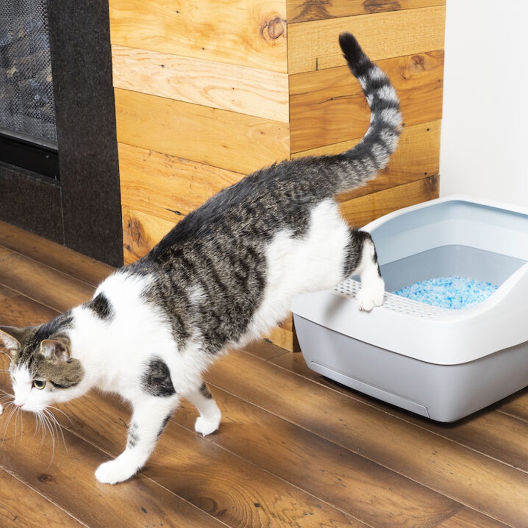 PetSafe Deluxe Litter Box