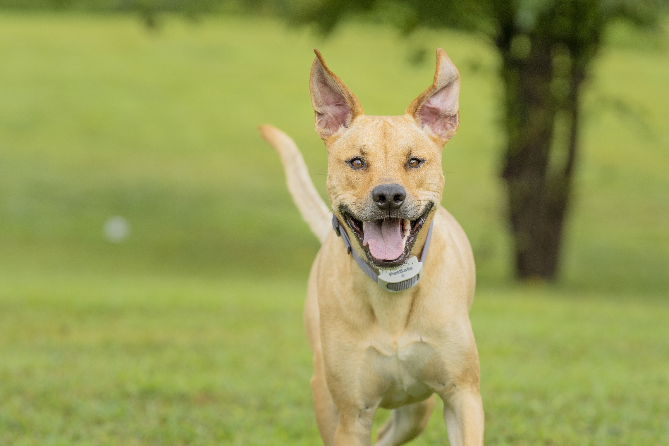 PetSafe Classic kutyakerítés ÚJRATÖLTHETŐ  PLUSZ nyakörv